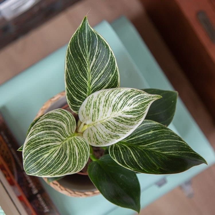 Post 6 by Greenery Istanbul on Instagram (image)