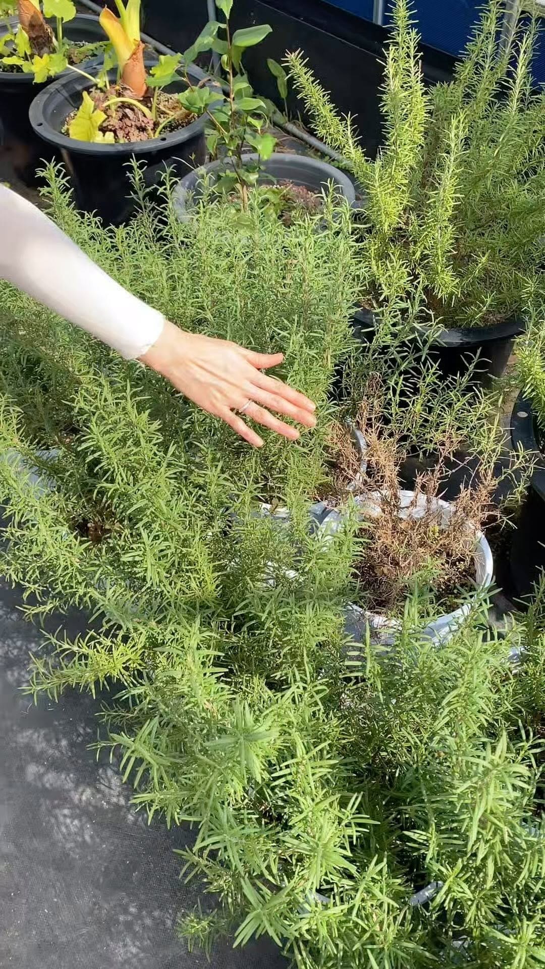 Post 9 by 김연주 on Instagram (video)