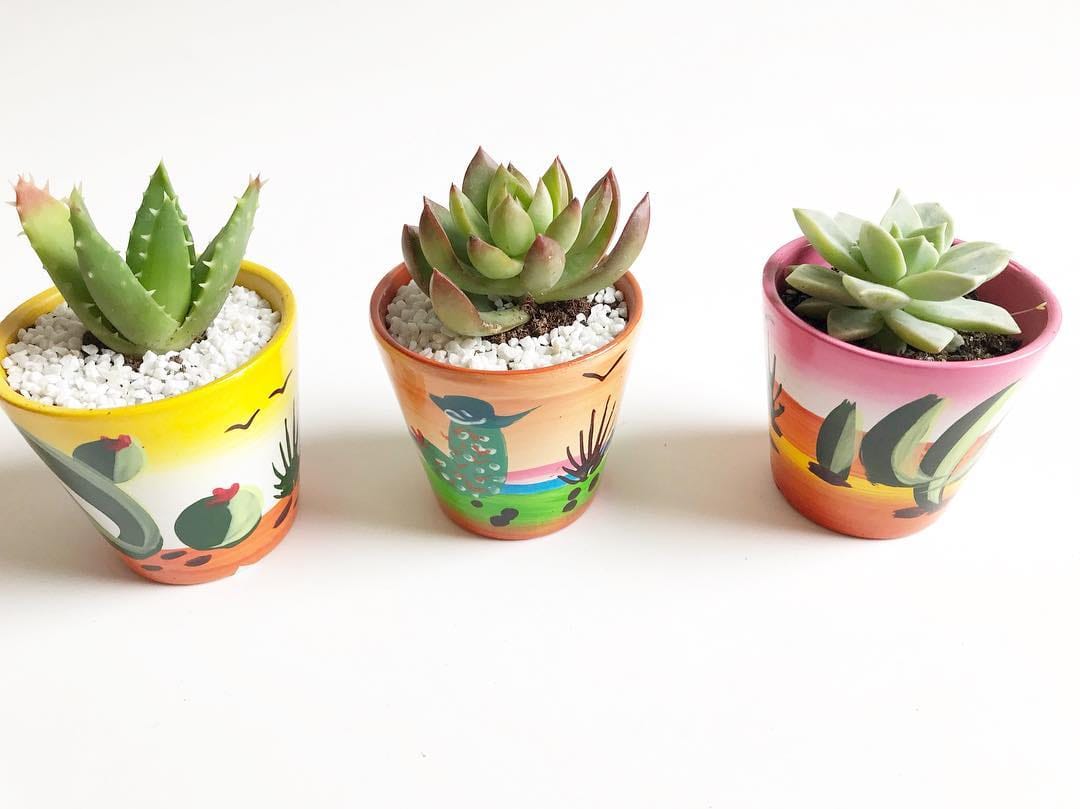 Post 8 by 🌵Sukulent Bahçesi🌵 on Instagram (image)