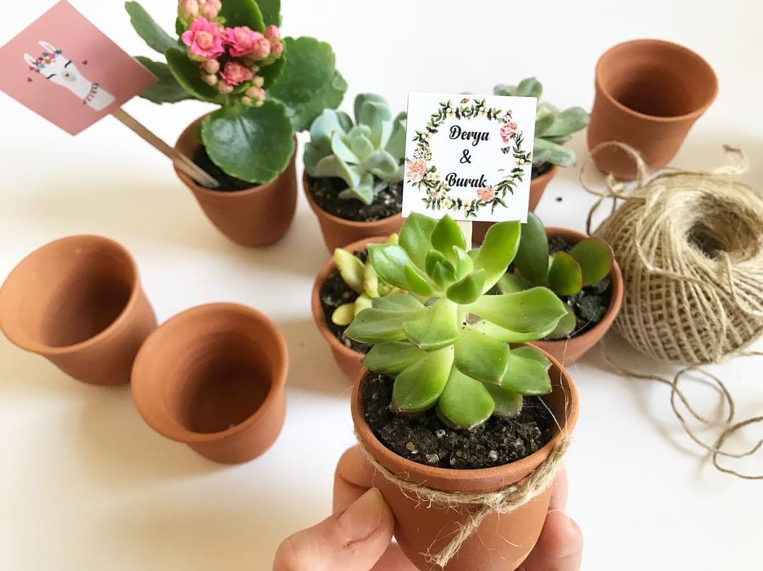 Post 5 by 🌵Sukulent Bahçesi🌵 on Instagram (image)