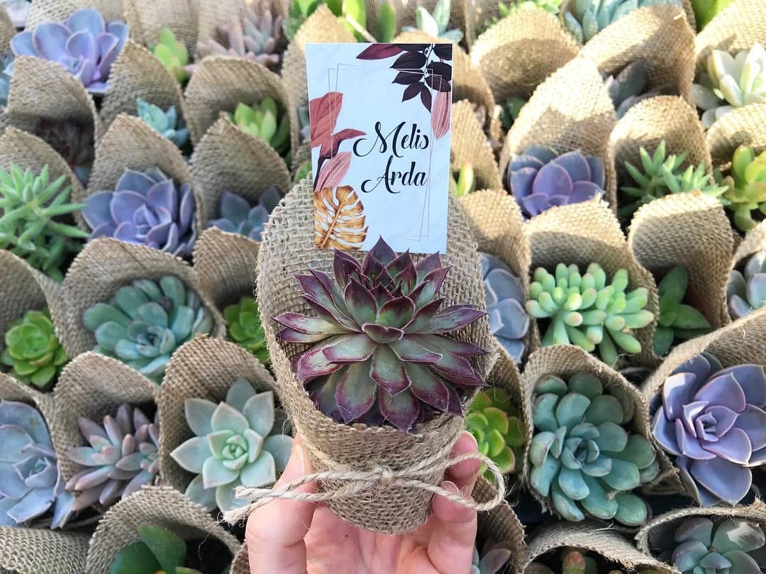 Post 2 by 🌵Sukulent Bahçesi🌵 on Instagram (image)