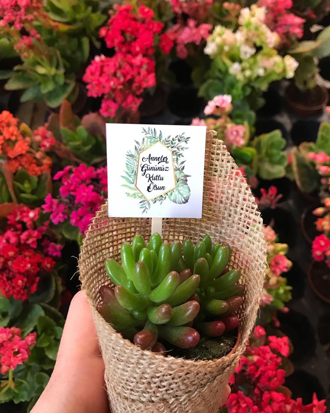 Post 3 by 🌵Sukulent Bahçesi🌵 on Instagram (image)