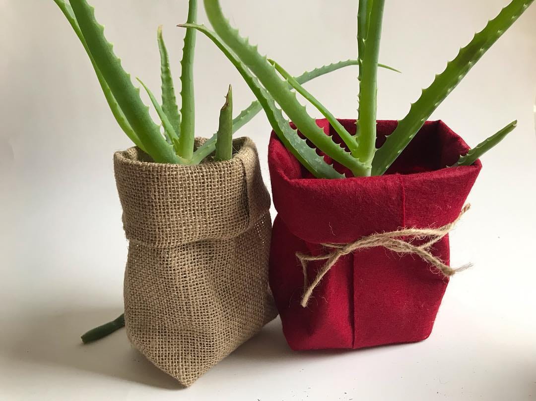 Post 10 by 🌵Sukulent Bahçesi🌵 on Instagram (image)