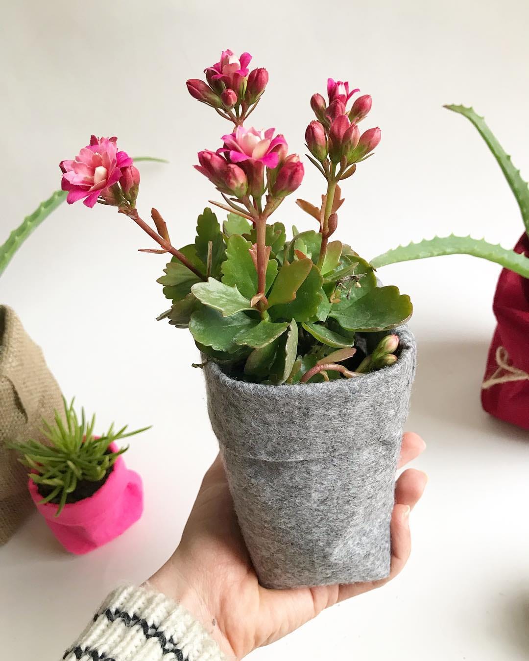 Post 9 by 🌵Sukulent Bahçesi🌵 on Instagram (image)