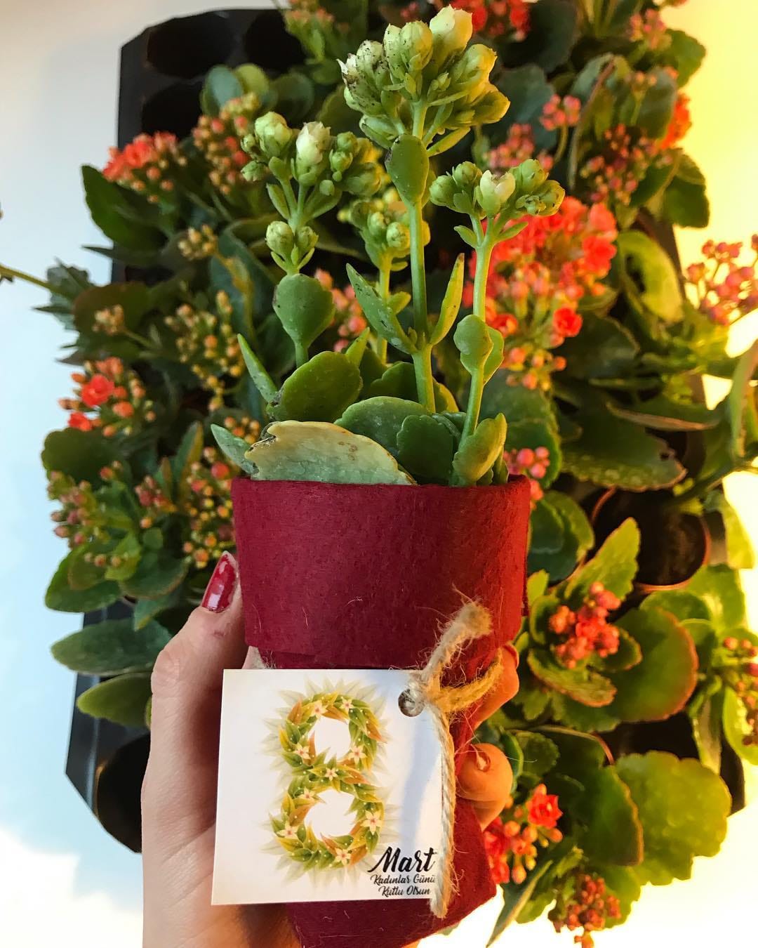 Post 6 by 🌵Sukulent Bahçesi🌵 on Instagram (image)