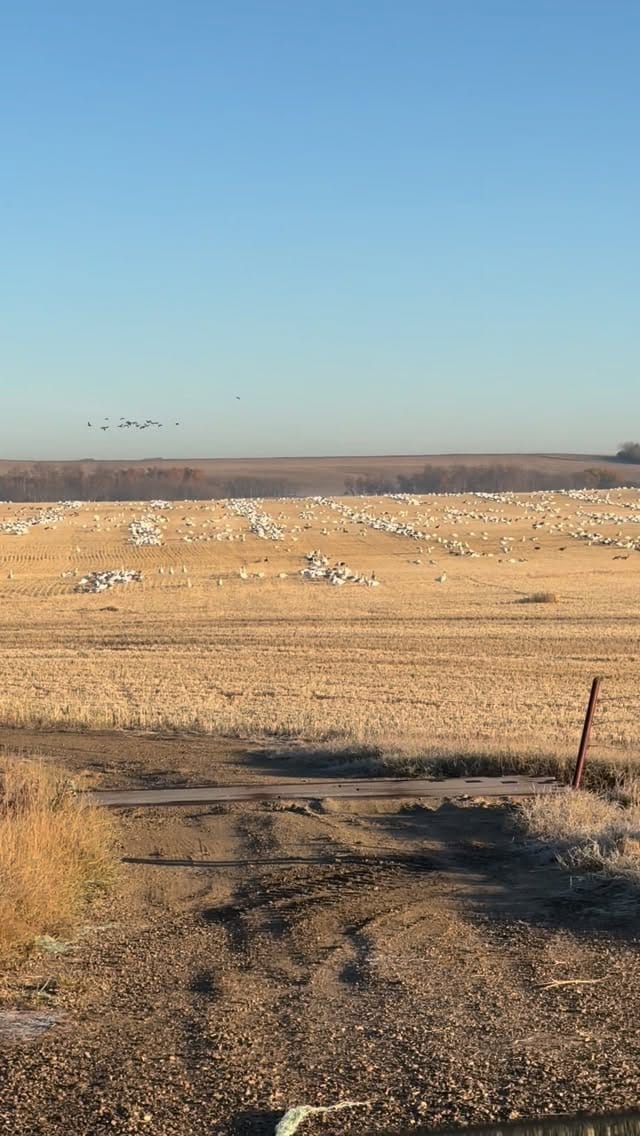 Post 6 by Jeremy Wildeman on Instagram (video)