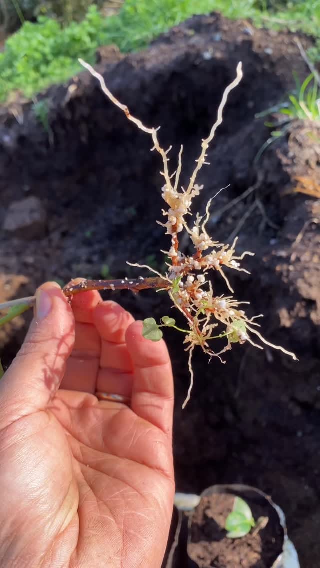 Post 2 by Rizefidan 🌿🌺🍋🍊🍒 on Instagram (video)
