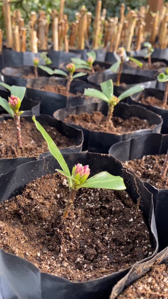 Post 1 by Rizefidan 🌿🌺🍋🍊🍒 on Instagram (video)