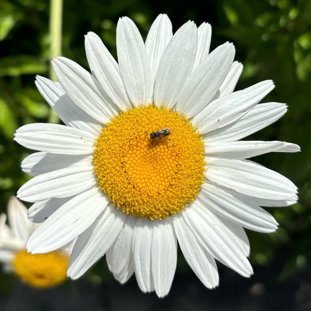 Post 4 by Saliha Halat on Instagram (image)