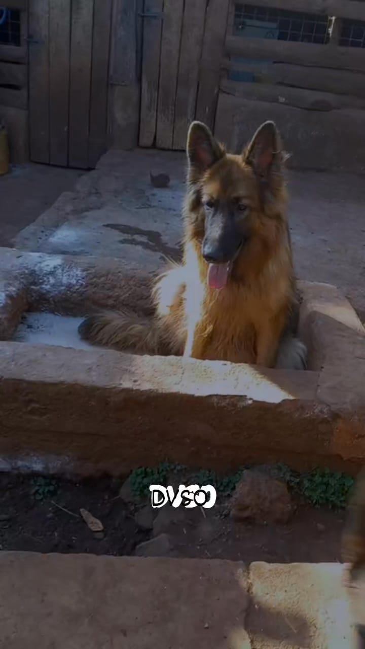 Post 3 by Dawson Nyange on Instagram (video)