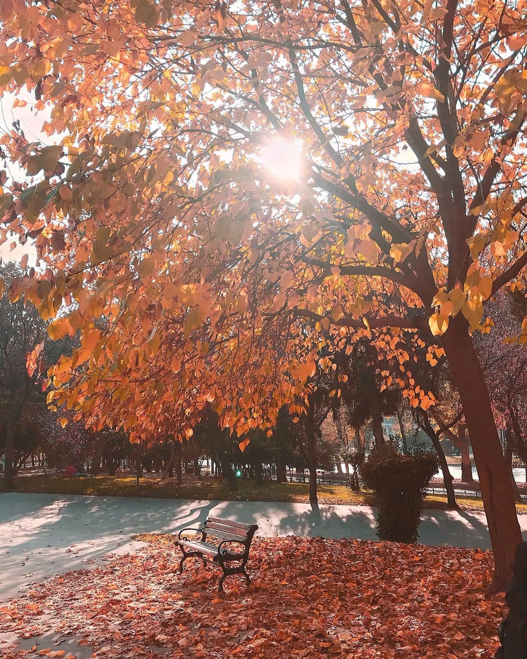 Post 6 by Yeliz on Instagram (image)