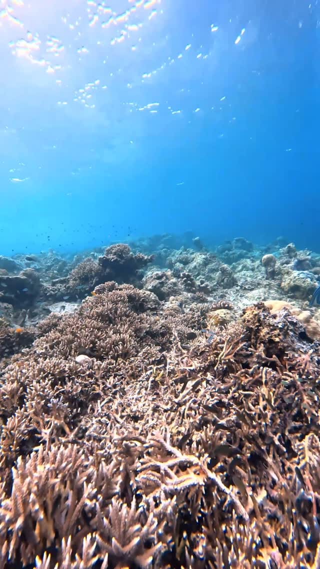 Post 2 by Sevinç Akar on Instagram (video)