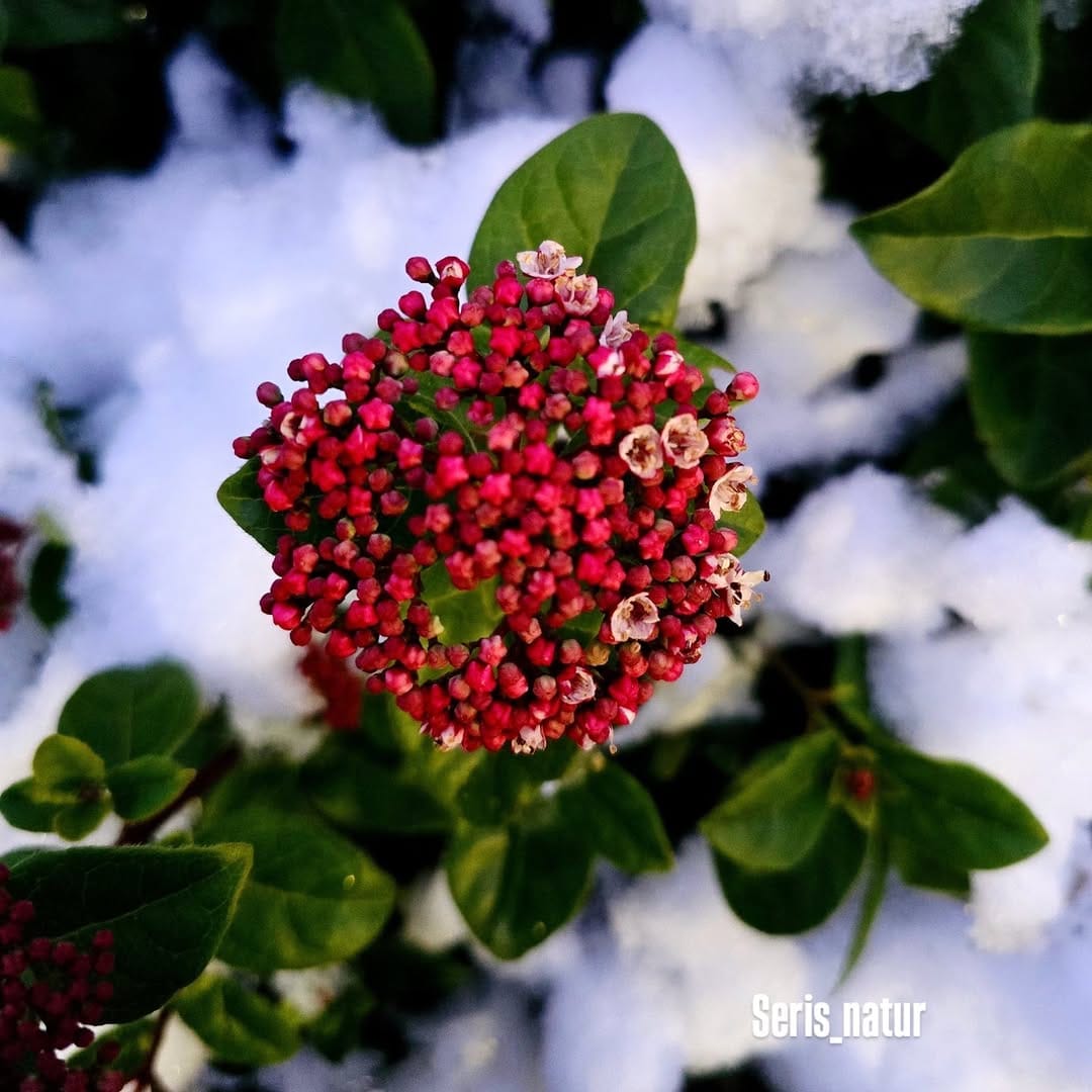 Post 5 by Seris natur on Instagram (image)