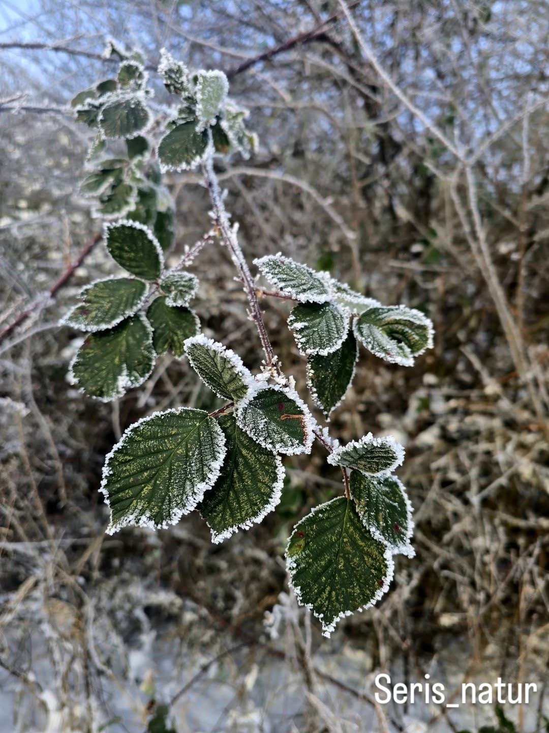 Post 2 by Seris natur on Instagram (image)