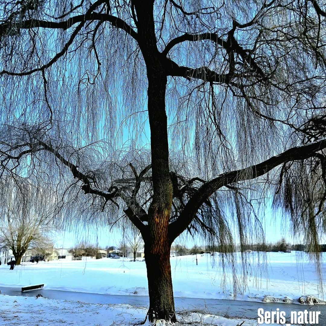 Post 9 by Seris natur on Instagram (image)