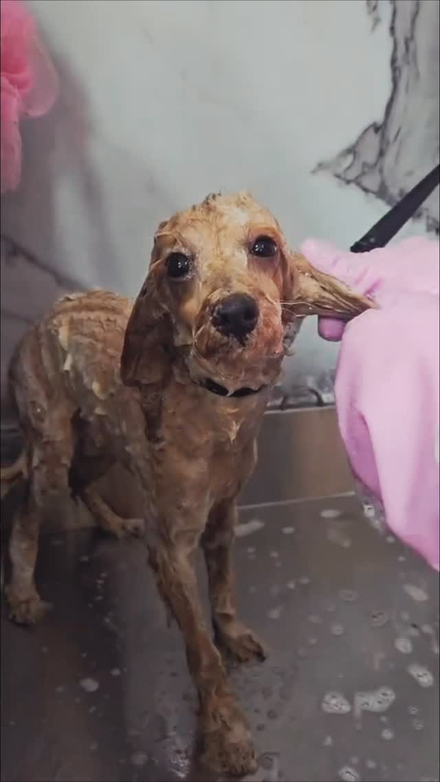 Post 5 by 🐱🐩Kedi & Köpek Kuaförü Sakarya on Instagram (video)