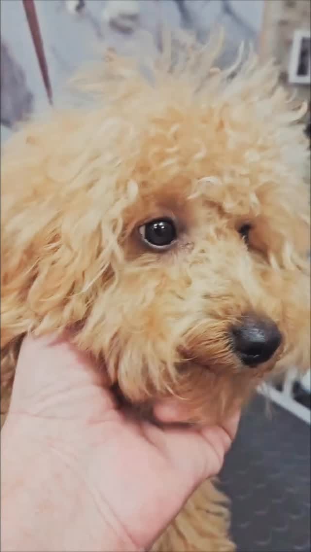 Post 6 by 🐱🐩Kedi & Köpek Kuaförü Sakarya on Instagram (video)