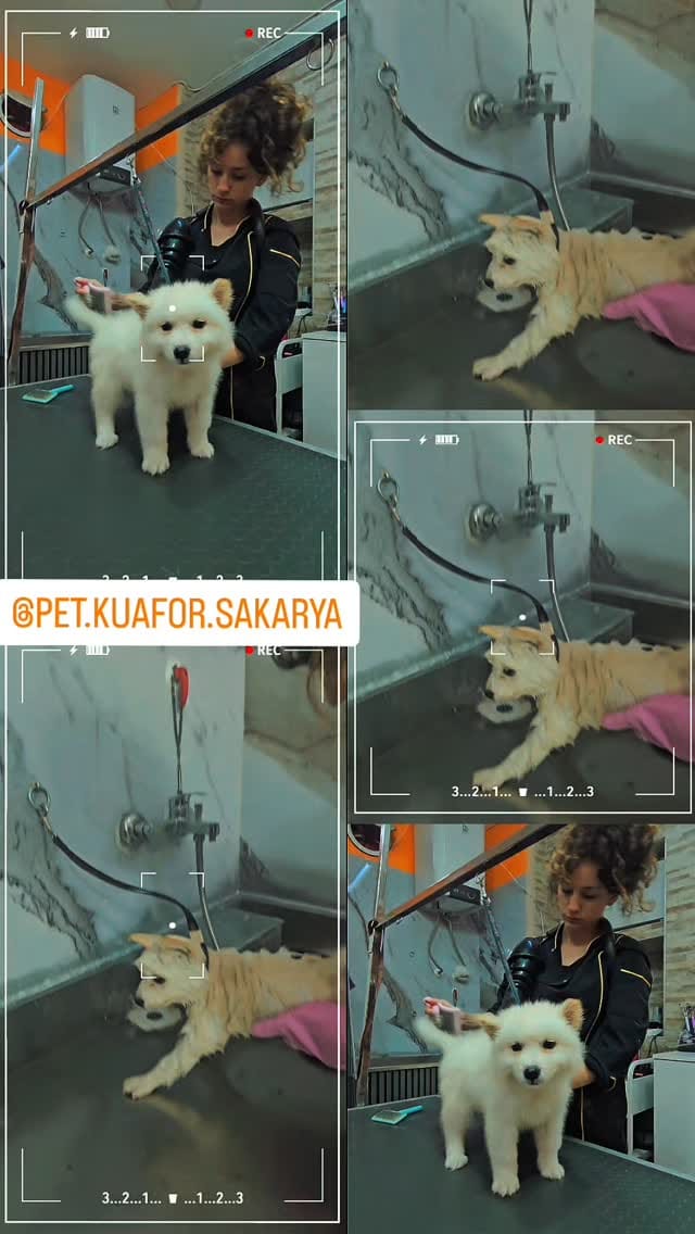 Post 8 by 🐱🐩Kedi & Köpek Kuaförü Sakarya on Instagram (video)