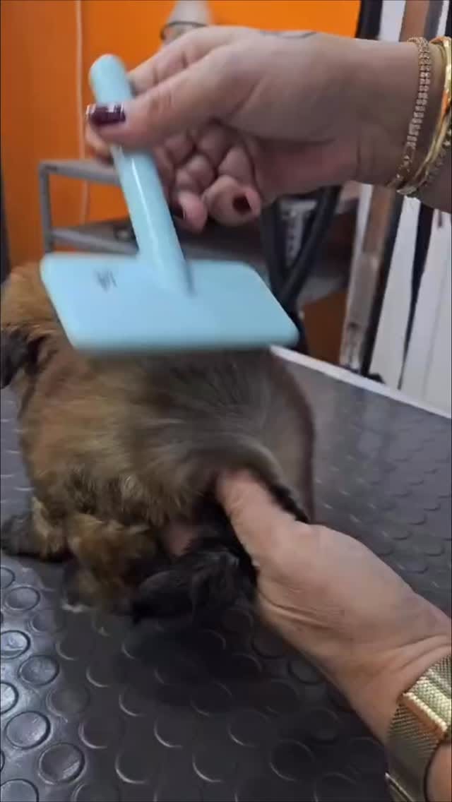 Post 2 by 🐱🐩Kedi & Köpek Kuaförü Sakarya on Instagram (video)