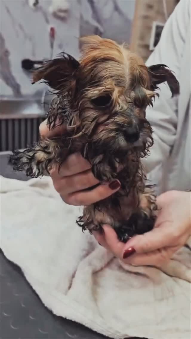 Post 4 by 🐱🐩Kedi & Köpek Kuaförü Sakarya on Instagram (video)