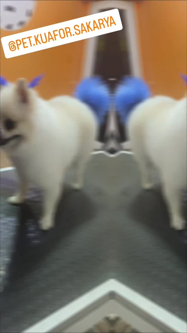 Post 10 by 🐱🐩Kedi & Köpek Kuaförü Sakarya on Instagram (video)