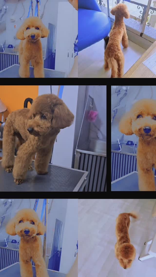 Post 9 by 🐱🐩Kedi & Köpek Kuaförü Sakarya on Instagram (video)
