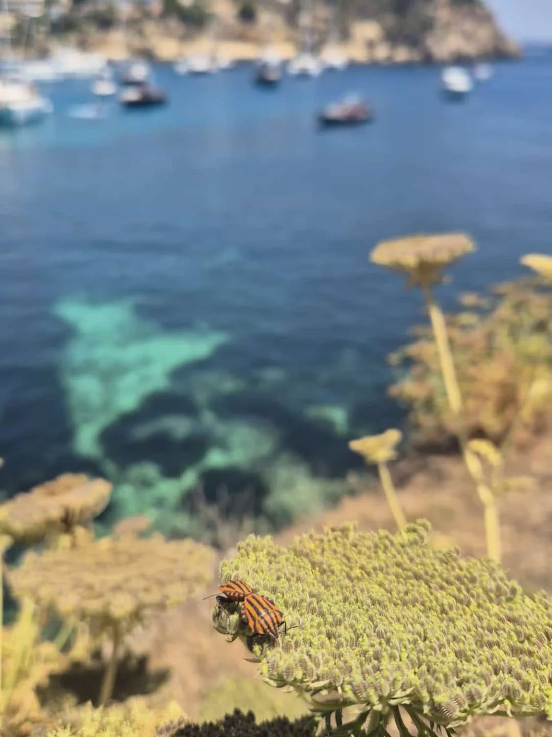 Post 9 by Calviá Beach - Mallorca on Instagram (image)