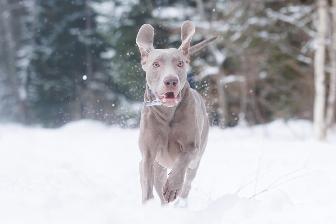 Post 9 by Gina_the_weim on Instagram (carousel)