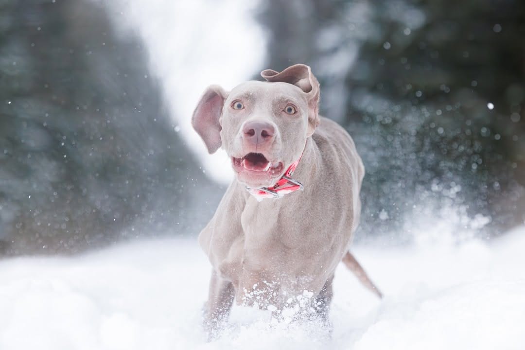 Post 8 by Gina_the_weim on Instagram (image)