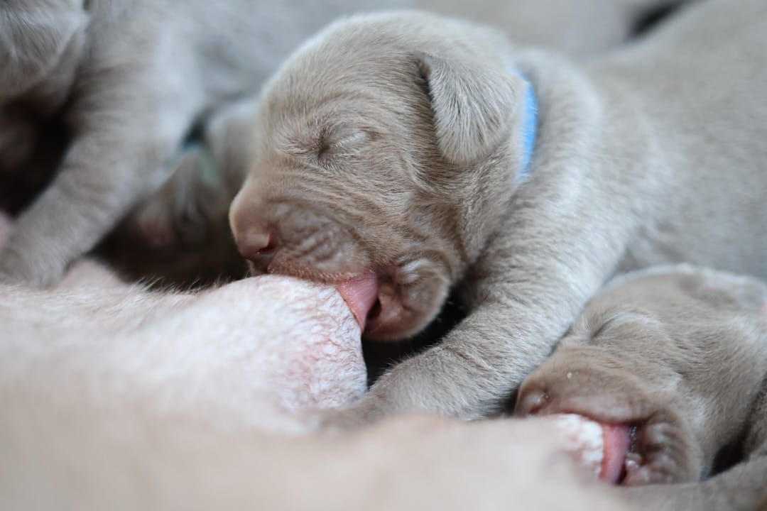Post 7 by Gina_the_weim on Instagram (carousel)