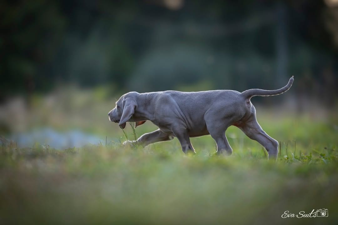 Post 6 by Gina_the_weim on Instagram (carousel)