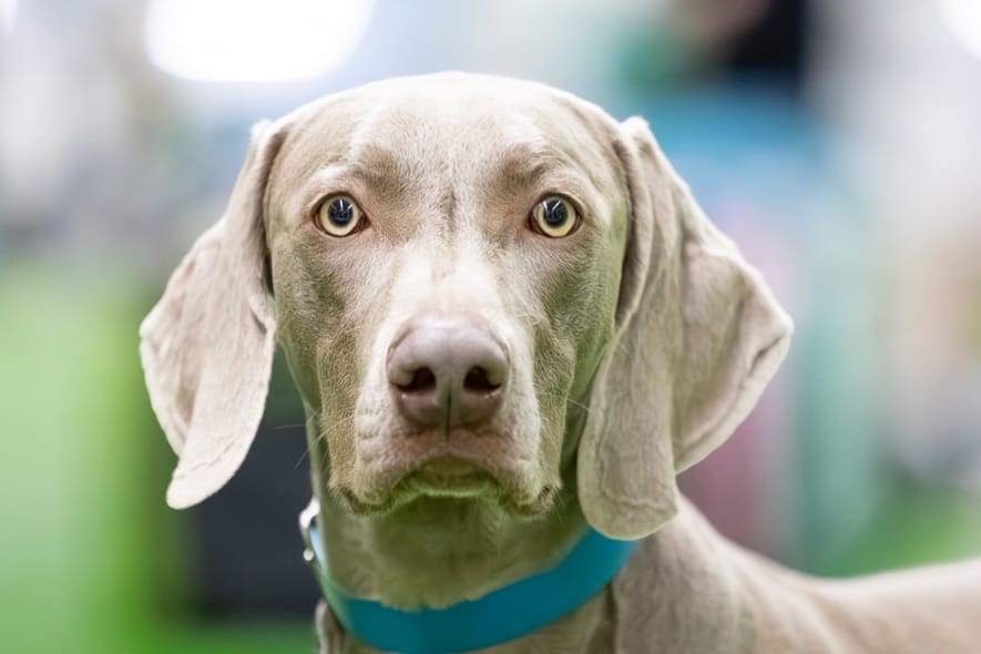 Post 2 by Gina_the_weim on Instagram (image)
