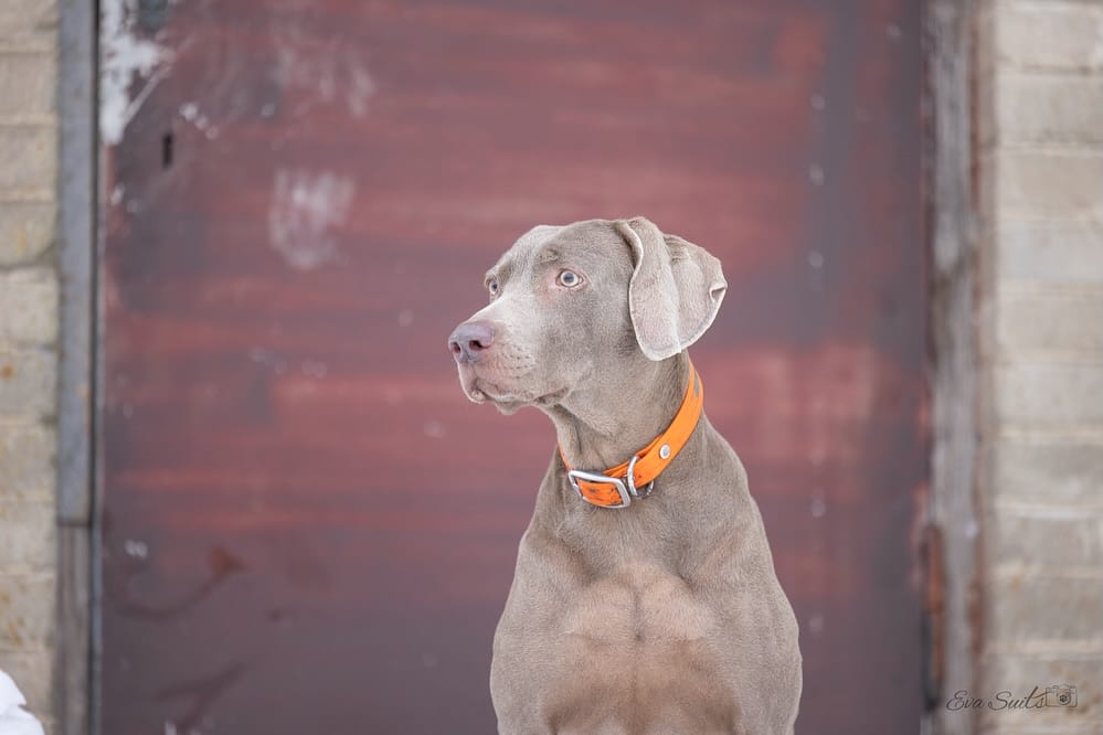 Post 1 by Gina_the_weim on Instagram (carousel)