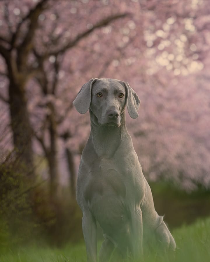 Post 4 by Gina_the_weim on Instagram (image)