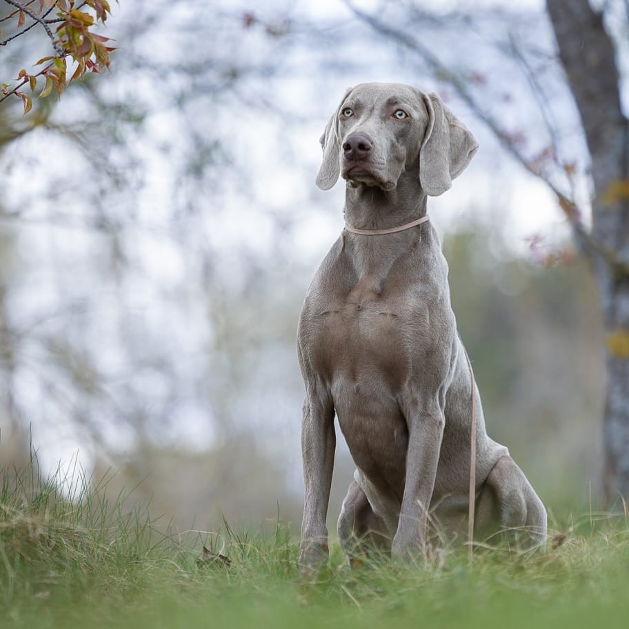 Post 3 by Gina_the_weim on Instagram (image)