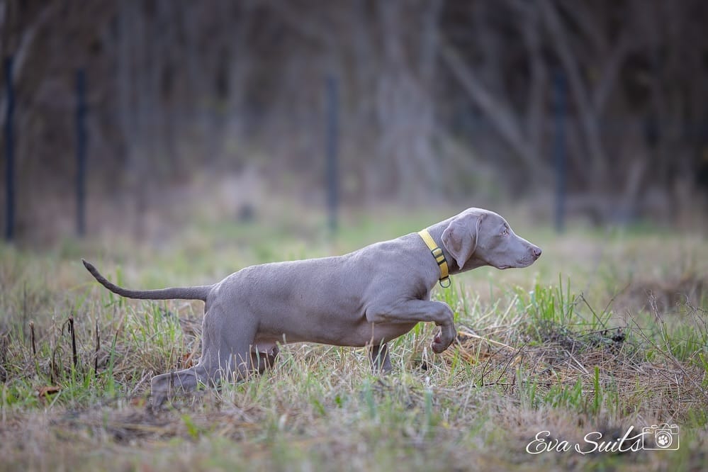 Post 5 by Gina_the_weim on Instagram (carousel)
