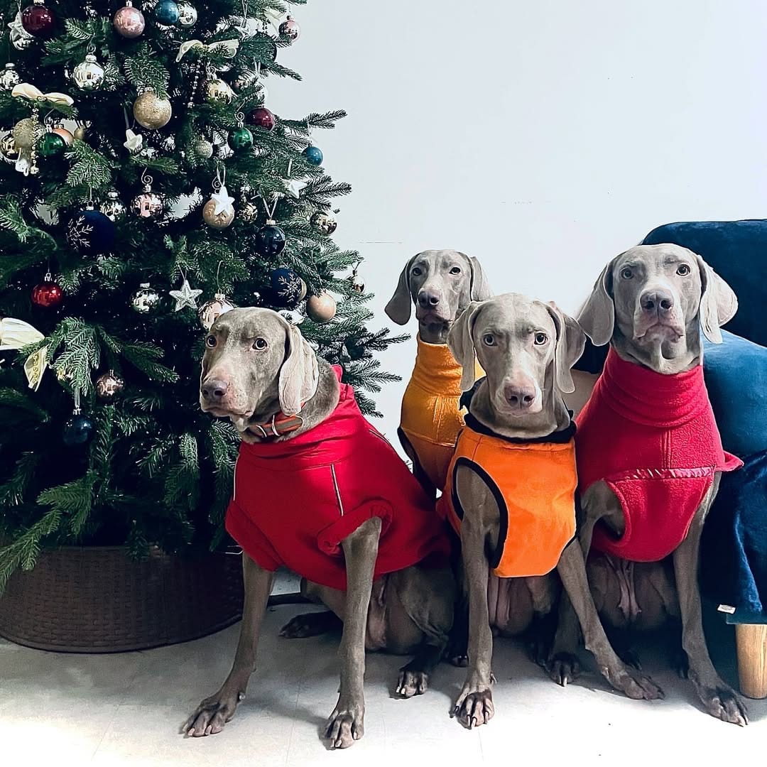 Post 10 by Gina_the_weim on Instagram (image)