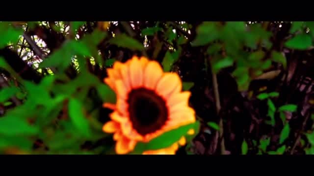 Post 1 by Diego “Pewire”Smith guerrero on Instagram (video)