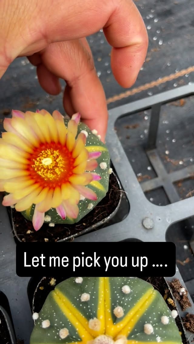 Post 7 by Peng Succulents on Instagram (video)
