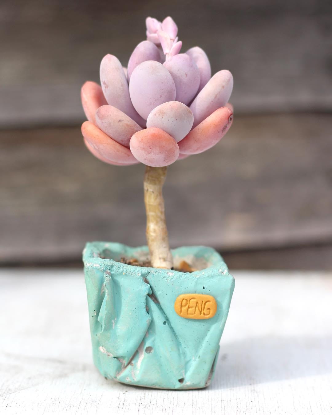 Post 10 by Peng Succulents on Instagram (image)