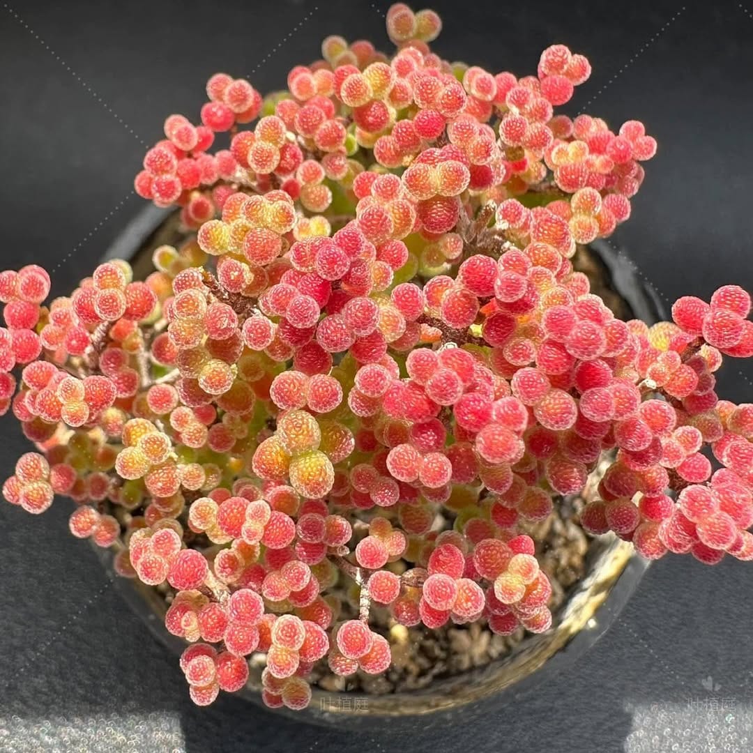 Post 1 by Peng Succulents on Instagram (carousel)