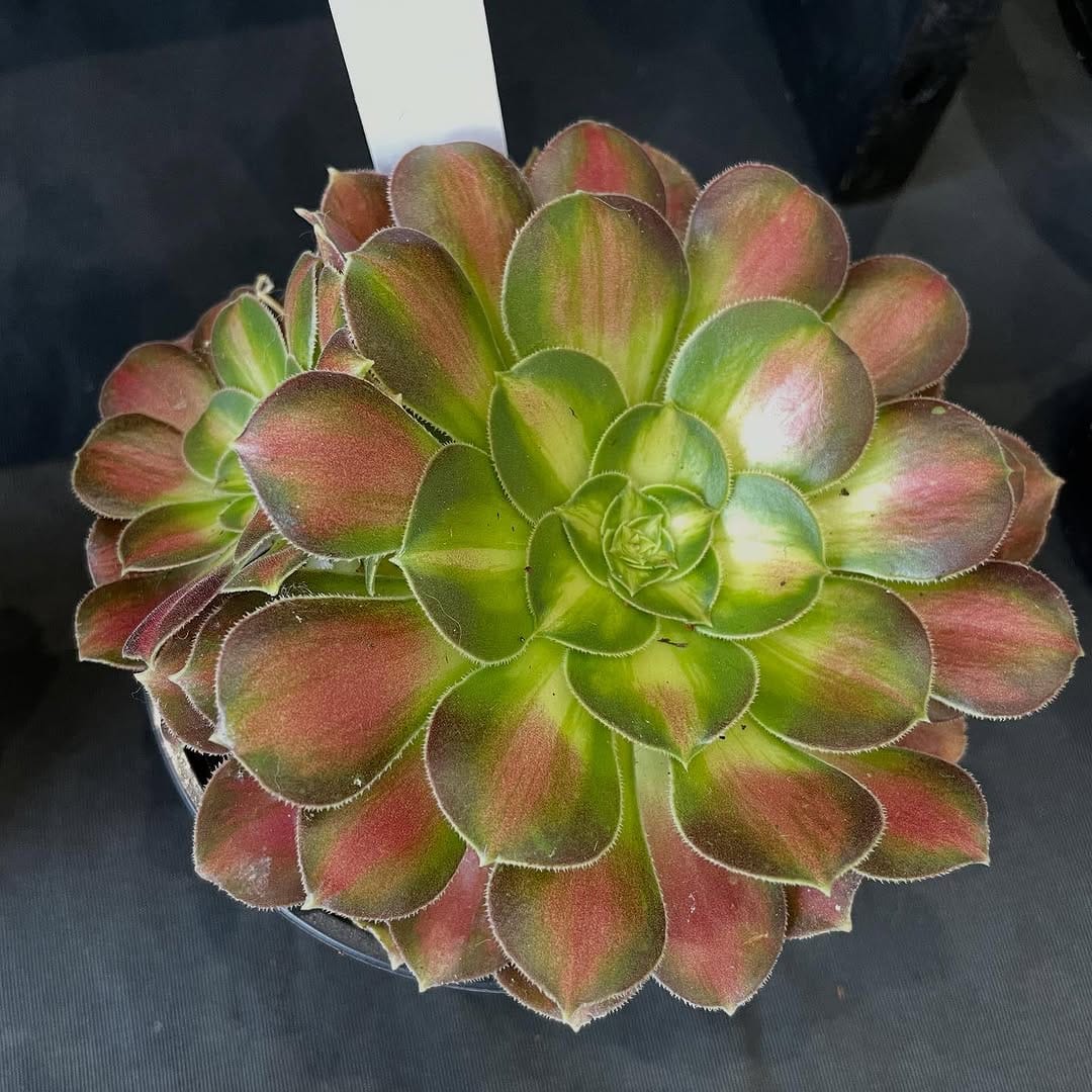 Post 4 by Peng Succulents on Instagram (carousel)