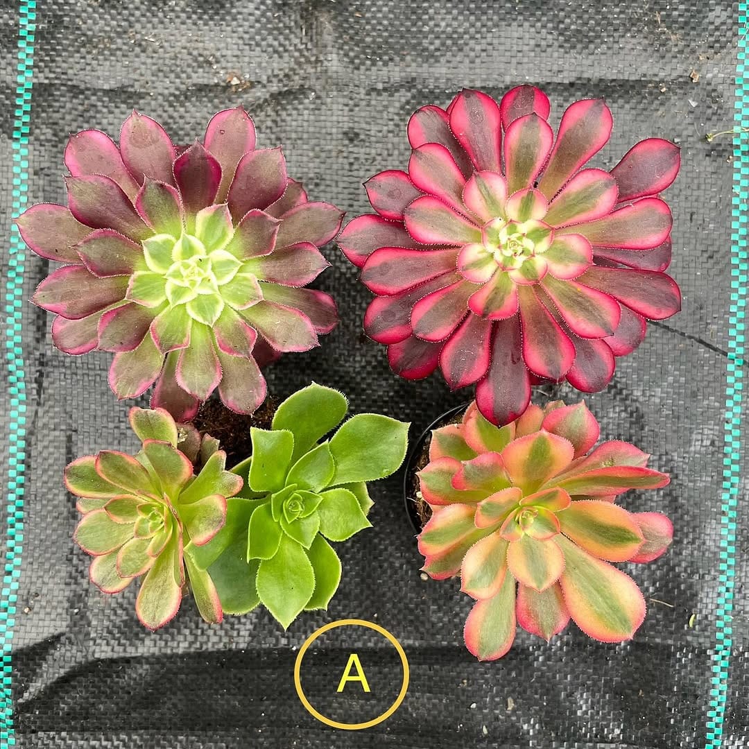 Post 3 by Peng Succulents on Instagram (carousel)