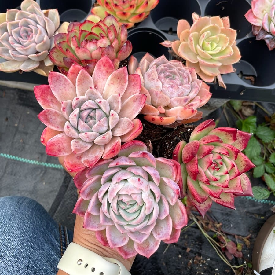 Post 6 by Peng Succulents on Instagram (image)