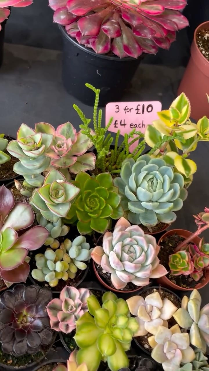 Post 5 by Peng Succulents on Instagram (video)