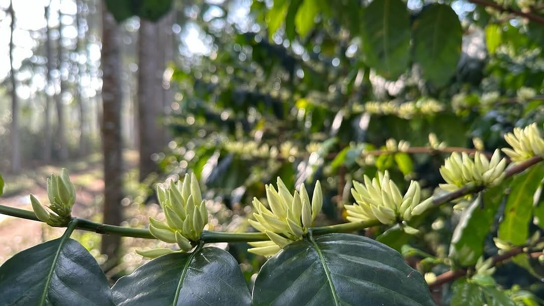 Post 10 by Hacienda El Roble.Colombia on Instagram (carousel)