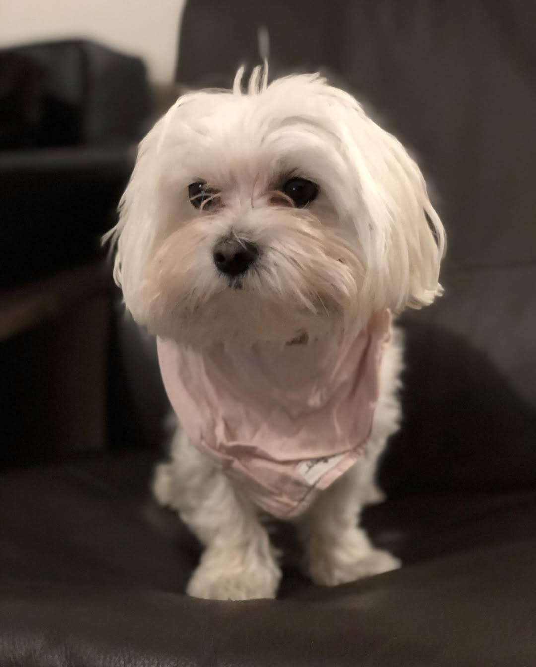 Post 10 by Holland the Dog on Instagram (image)