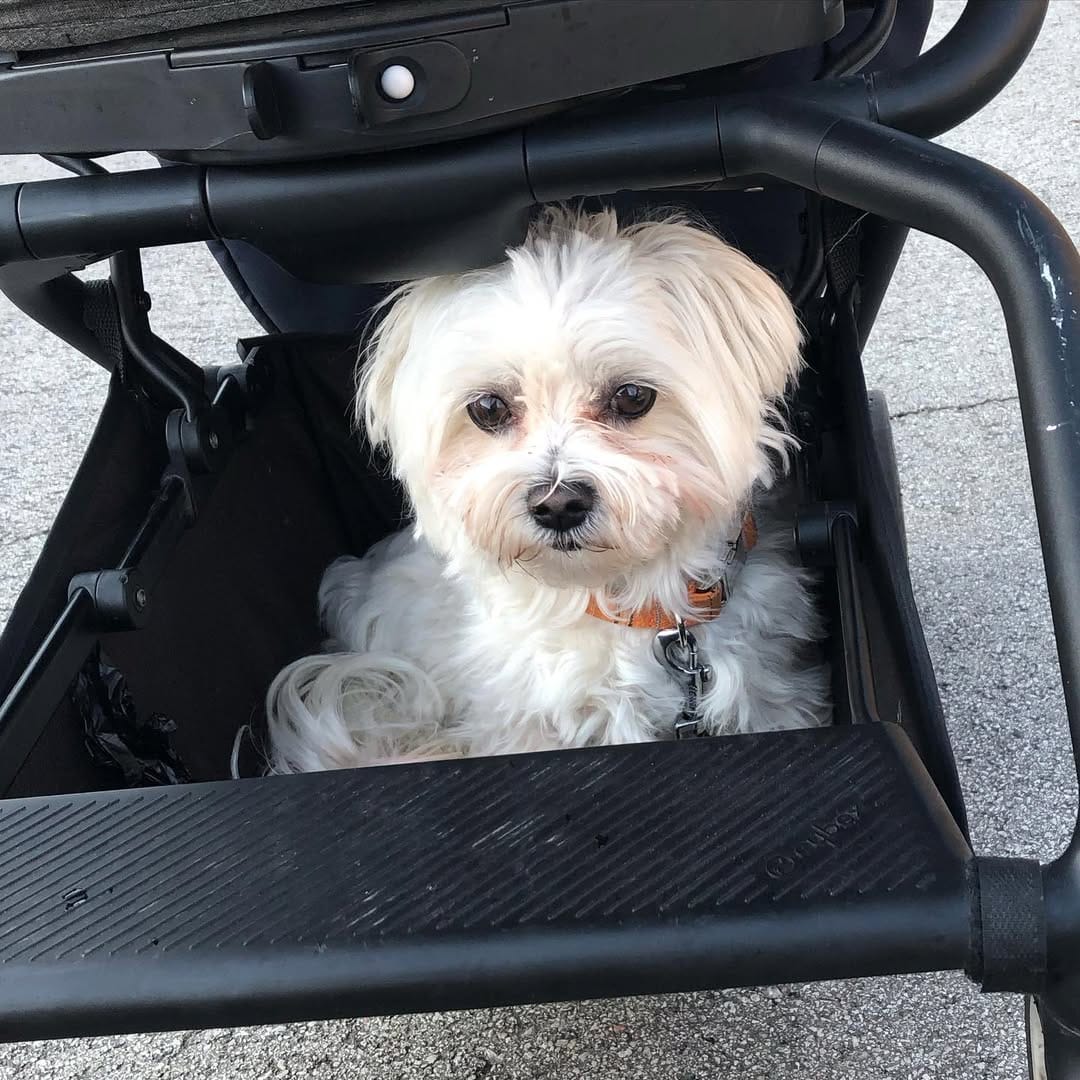Post 7 by Holland the Dog on Instagram (image)
