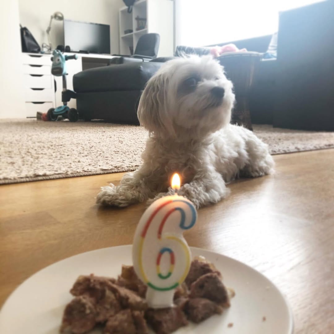 Post 4 by Holland the Dog on Instagram (image)