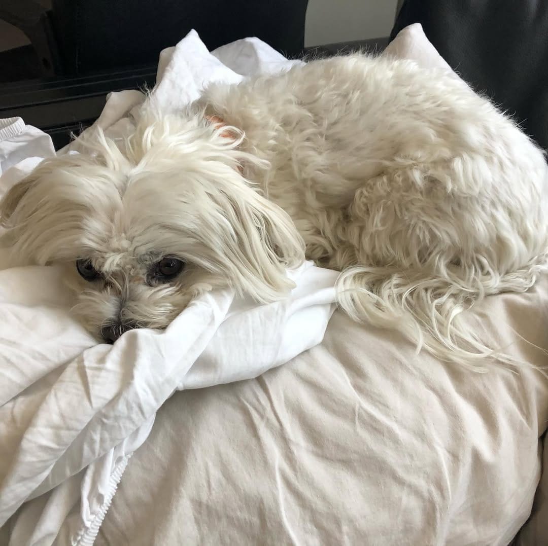 Post 5 by Holland the Dog on Instagram (image)